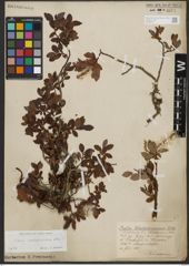 Foto von Salix waldsteiniana Willd.
